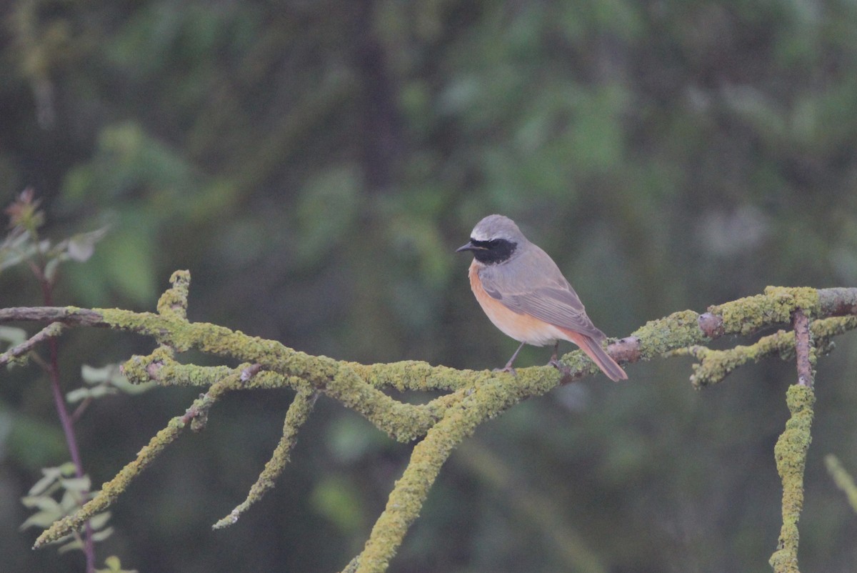 Common Redstart - ML618200157