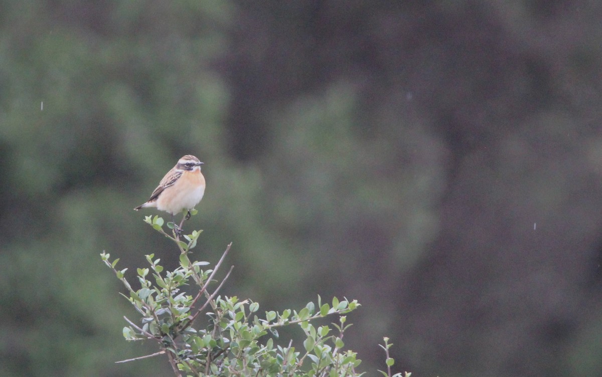 Whinchat - Quim Minoves