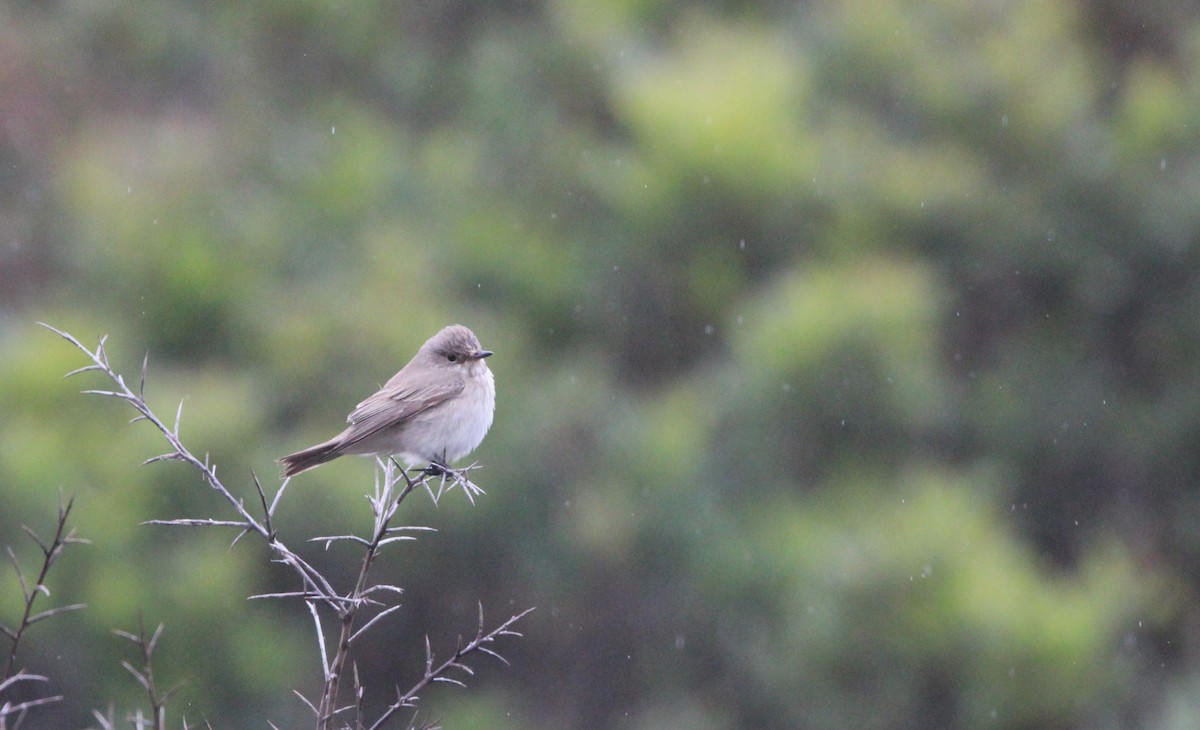 Spotted Flycatcher - ML618200164