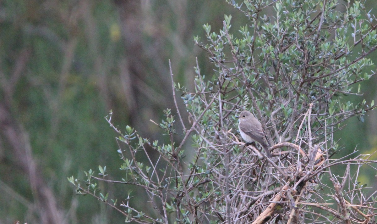 Spotted Flycatcher - Quim Minoves