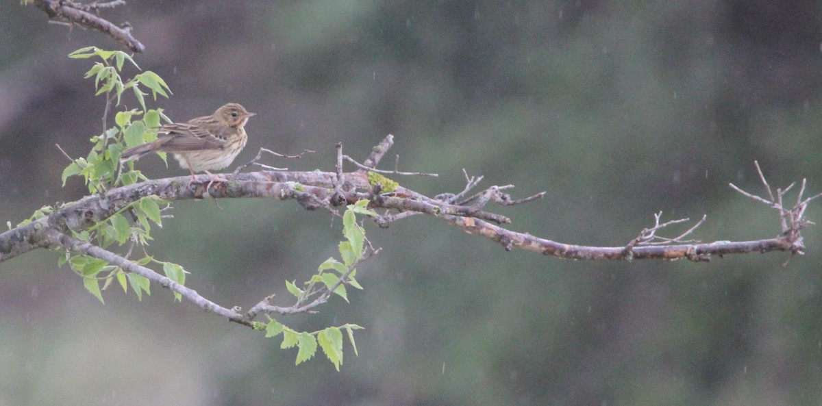 Tree Pipit - Quim Minoves