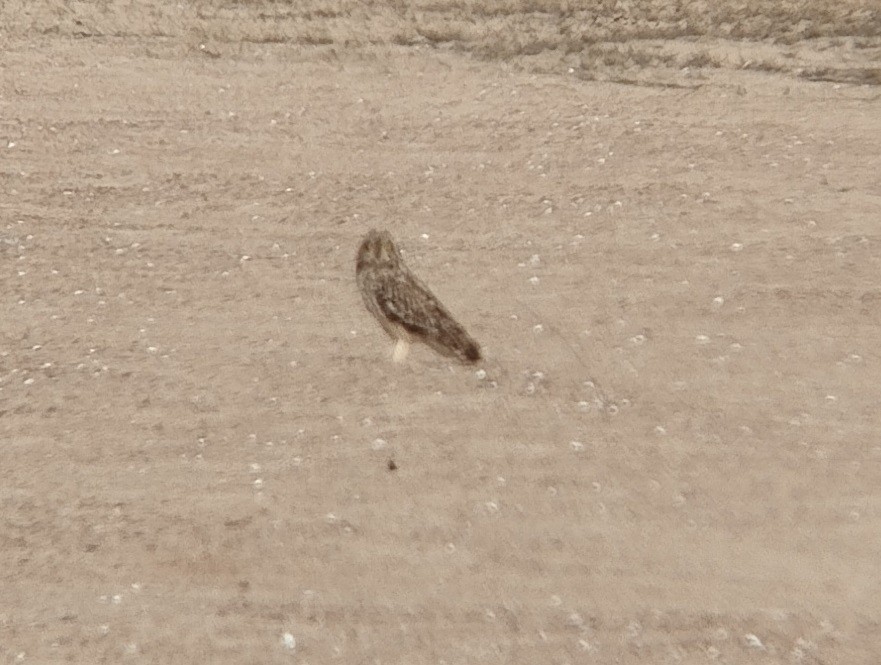 Short-eared Owl - ML618200174