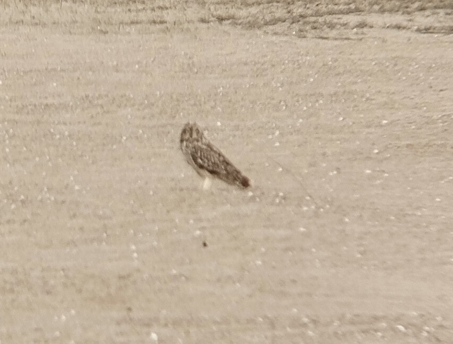 Short-eared Owl - ML618200175