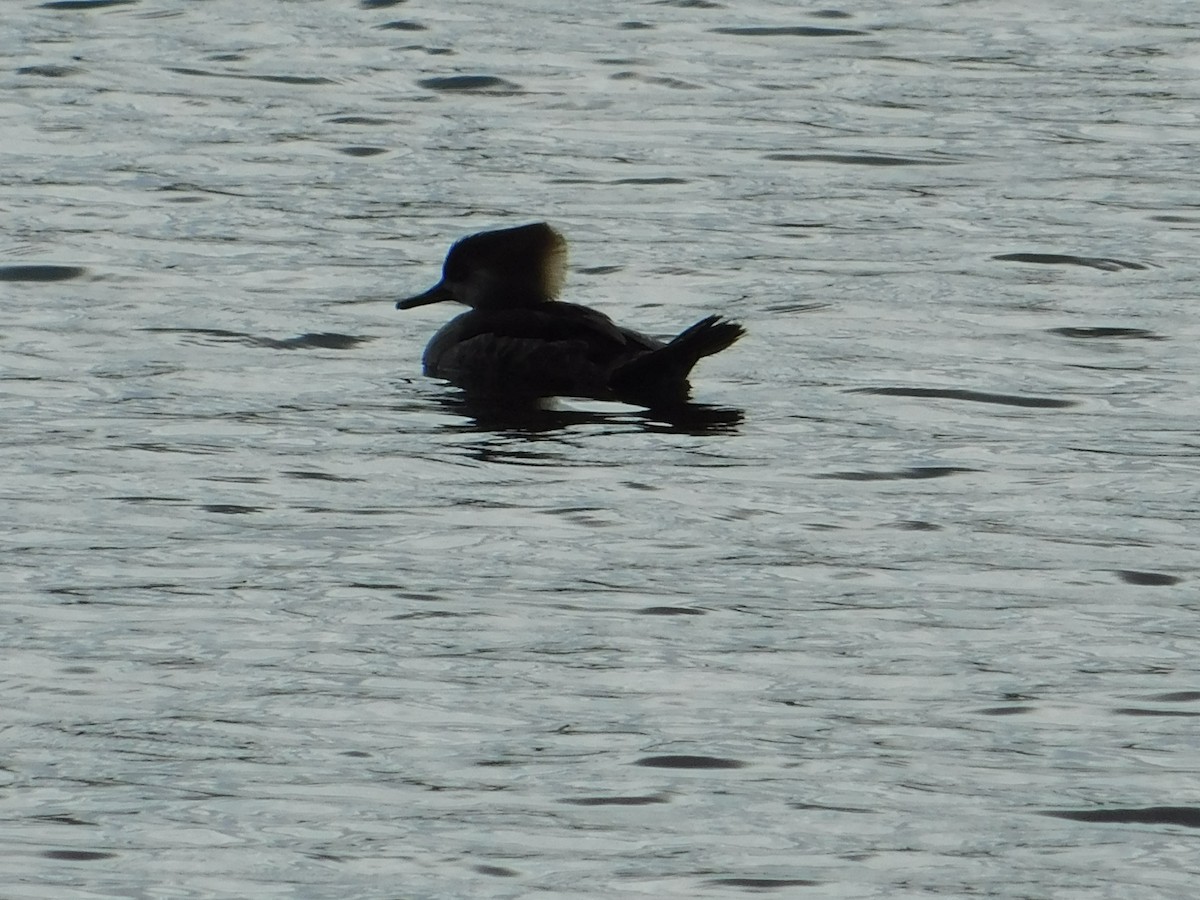 Hooded Merganser - ML618200181