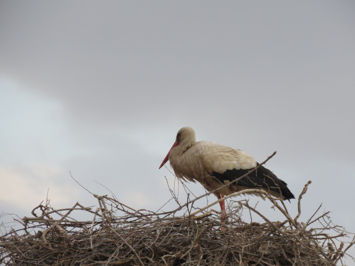 White Stork - ML618200194
