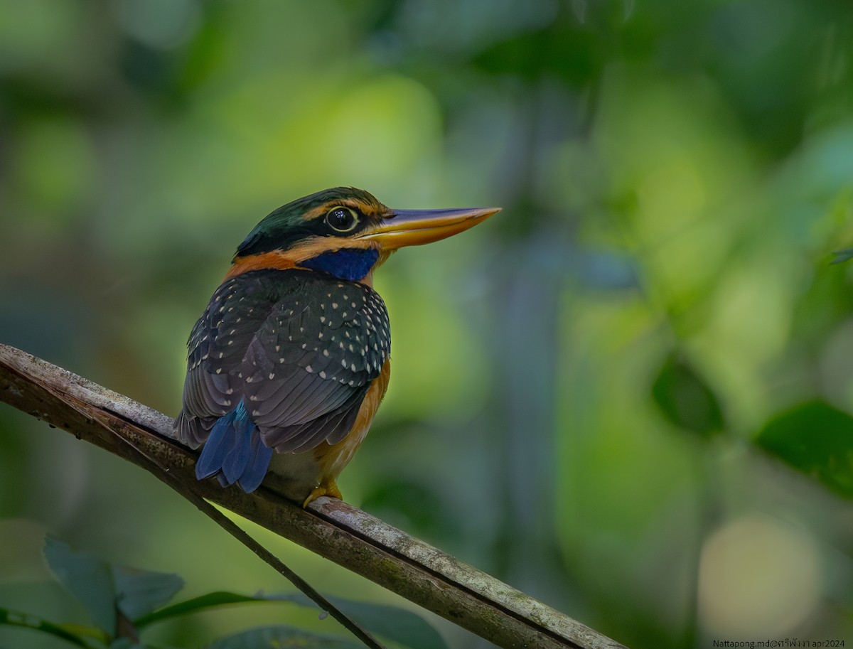 Rufous-collared Kingfisher - Nattapong Banhomglin