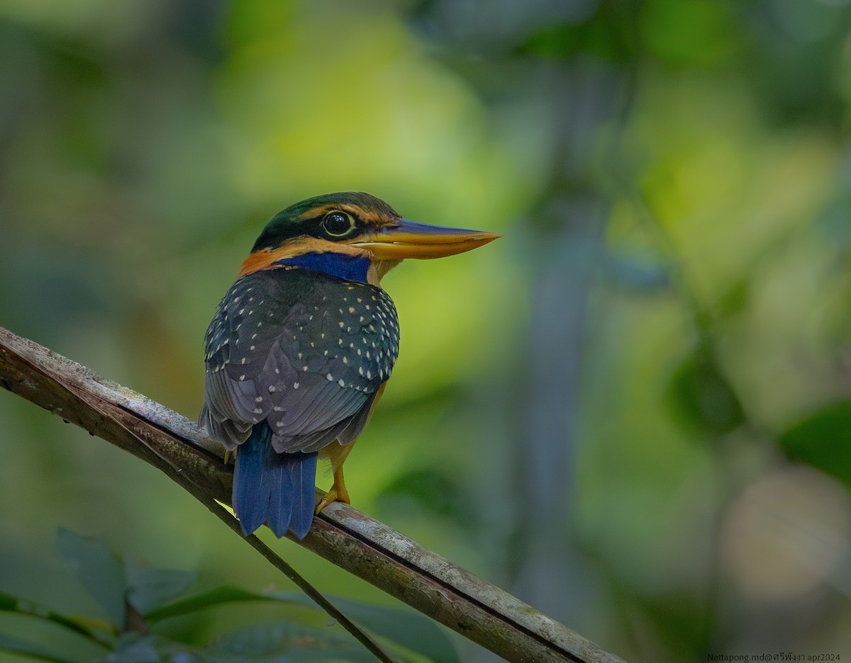 Rufous-collared Kingfisher - ML618200243