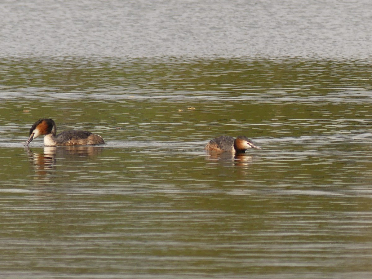 Great Crested Grebe - Duncan Wiseman