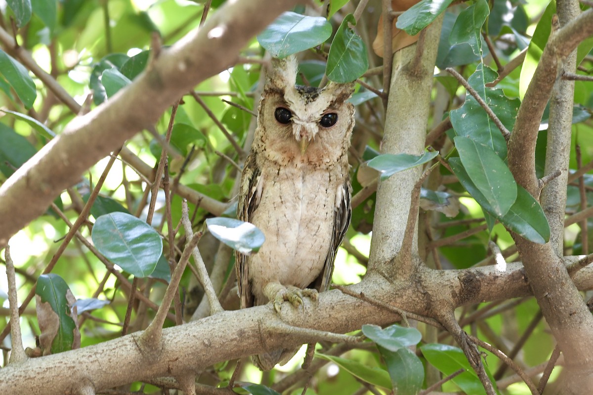 Collared Scops-Owl - Teeranan Tinpook