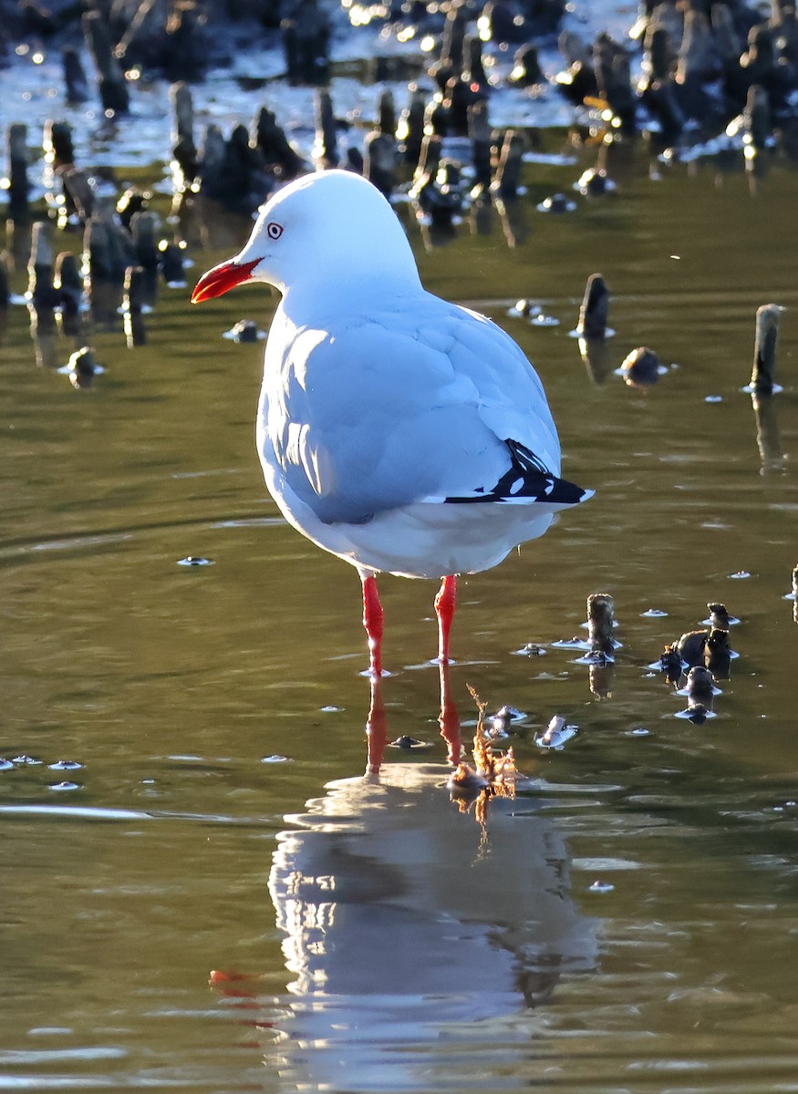 Silver Gull (Silver) - Rex Matthews