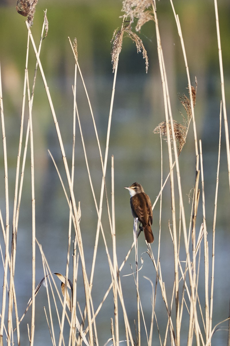 Great Reed Warbler - Monika Kolodziej