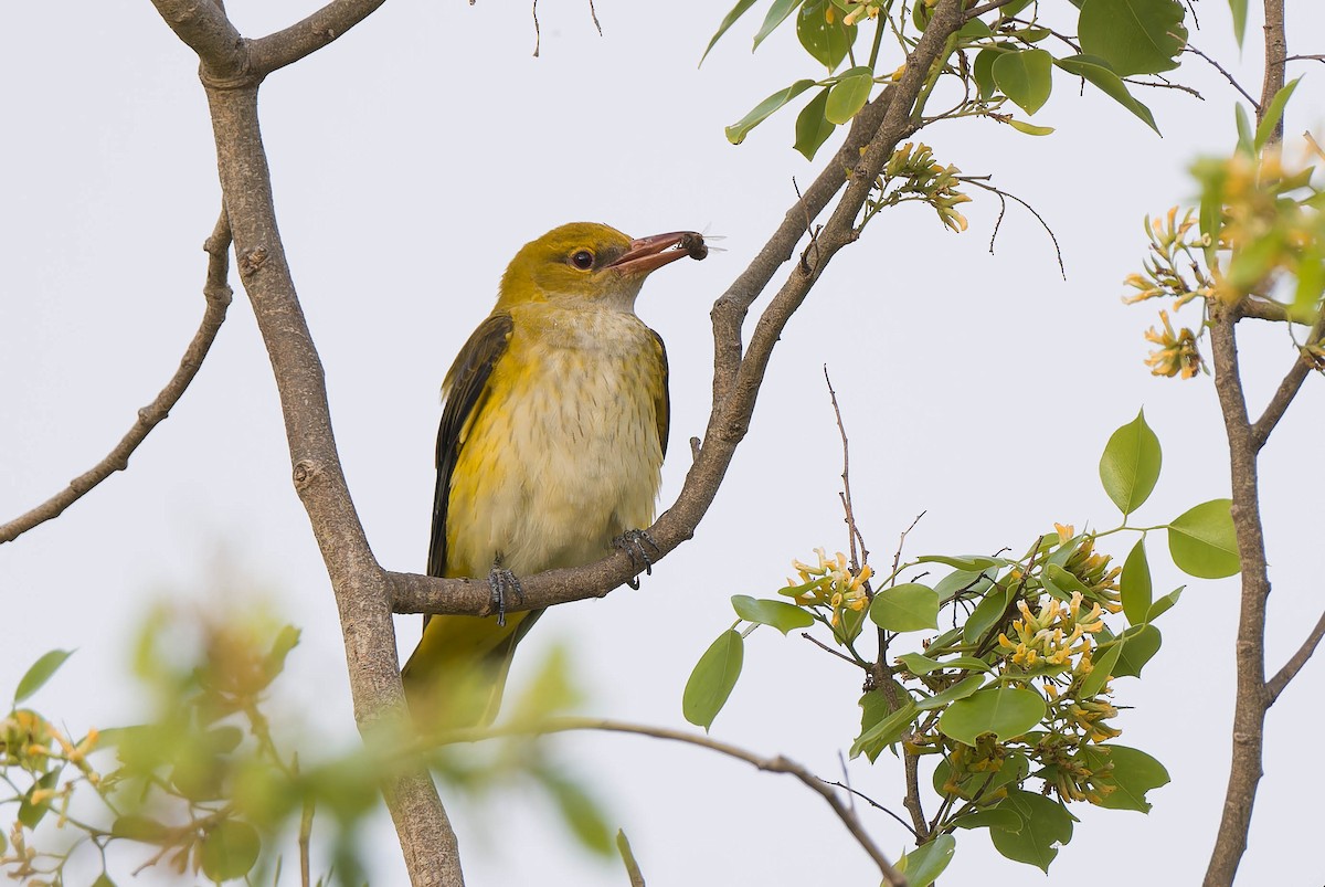 Eurasian Golden Oriole - Uri Stoffman