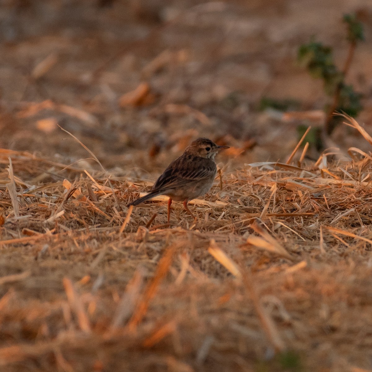 Paddyfield Pipit - Kashif A