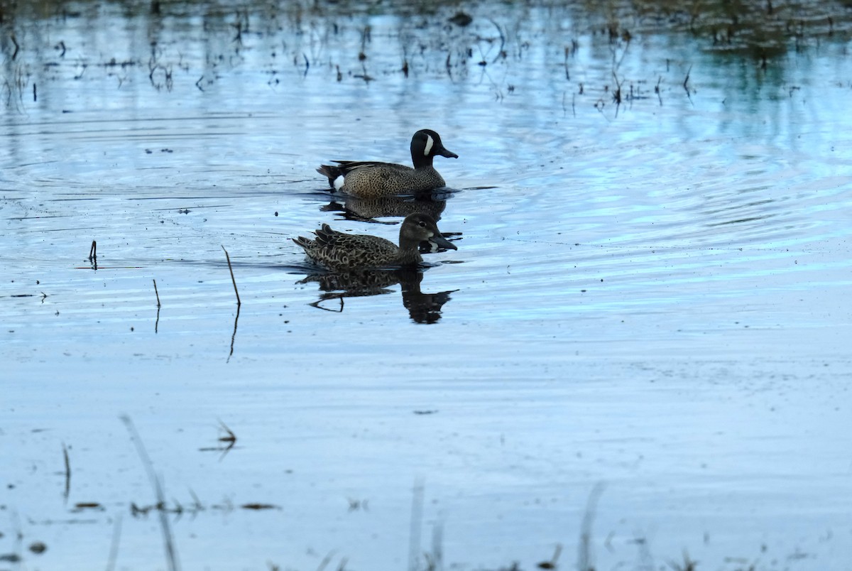 Blue-winged Teal - Klaus Bielefeldt