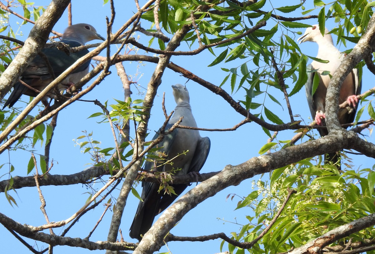 Green Imperial-Pigeon - ML618200403