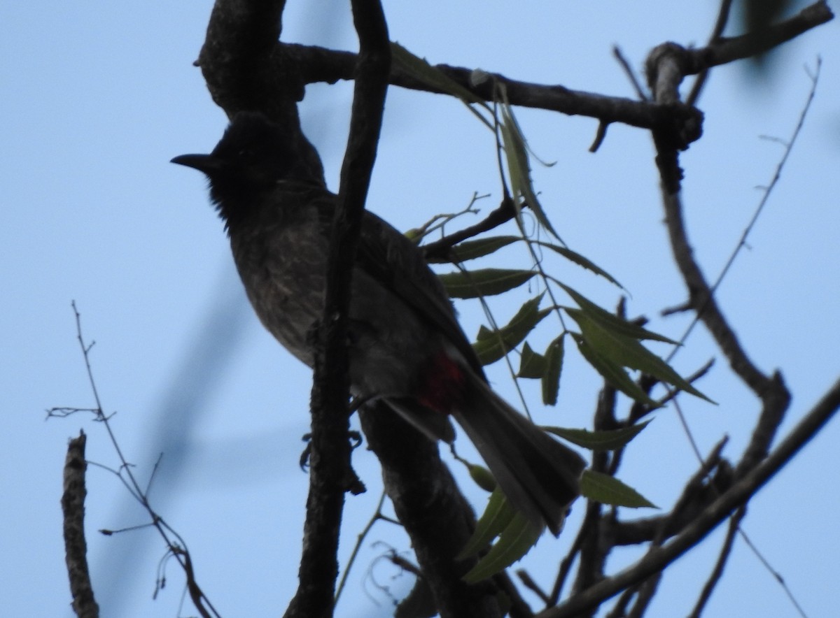 Red-vented Bulbul - ML618200425