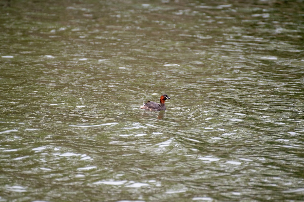 Little Grebe - ML618200431