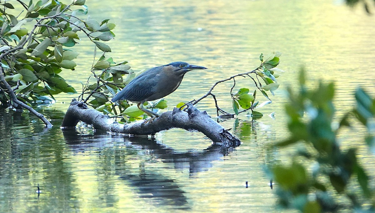 Striated Heron - Mike Kilburn