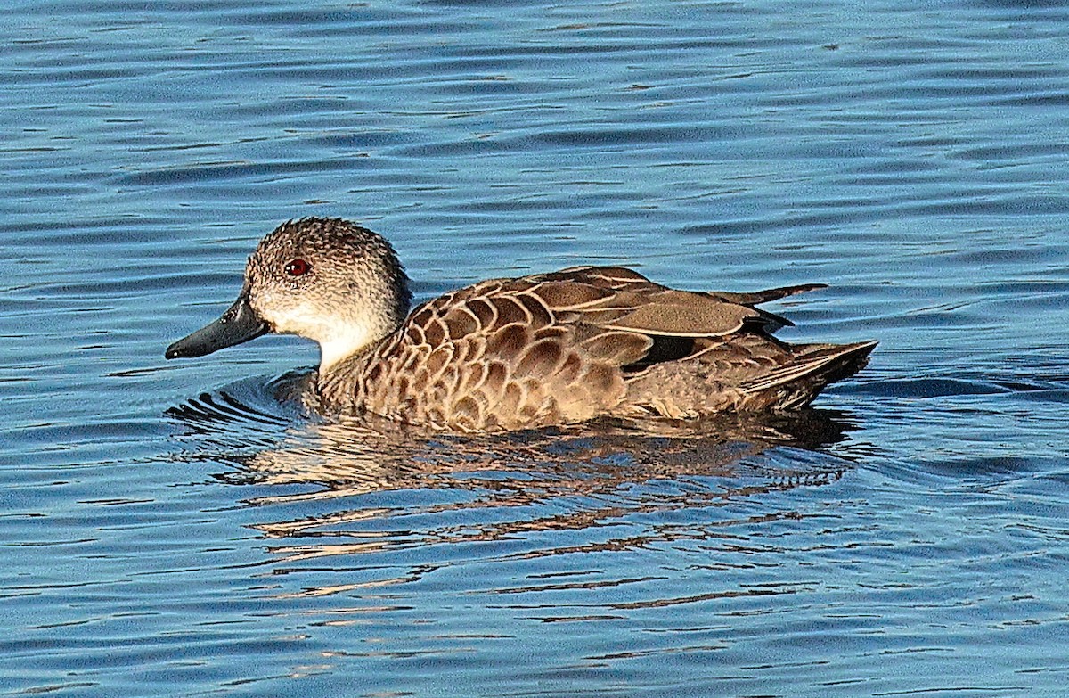 Gray Teal - Rex Matthews