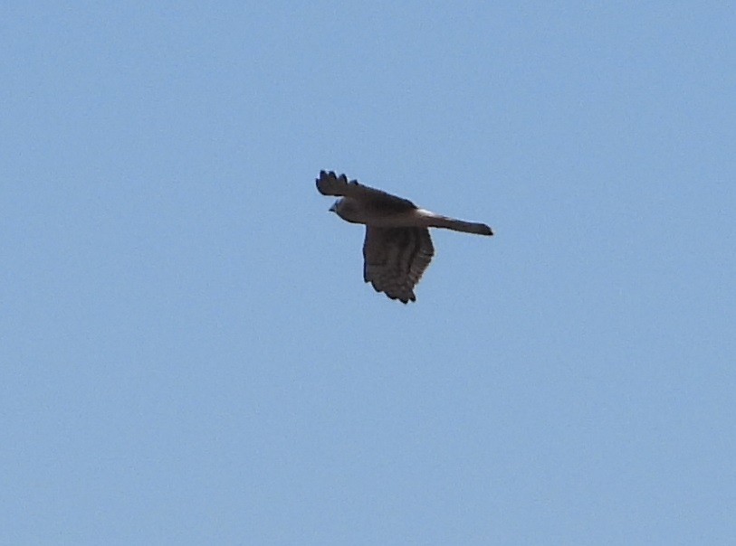 Northern Harrier - Rodney Macready