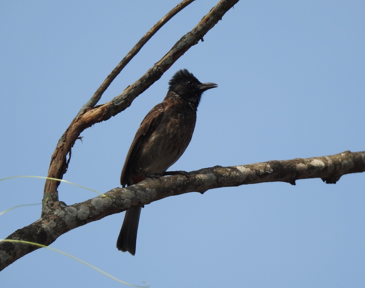 Red-vented Bulbul - ML618200498