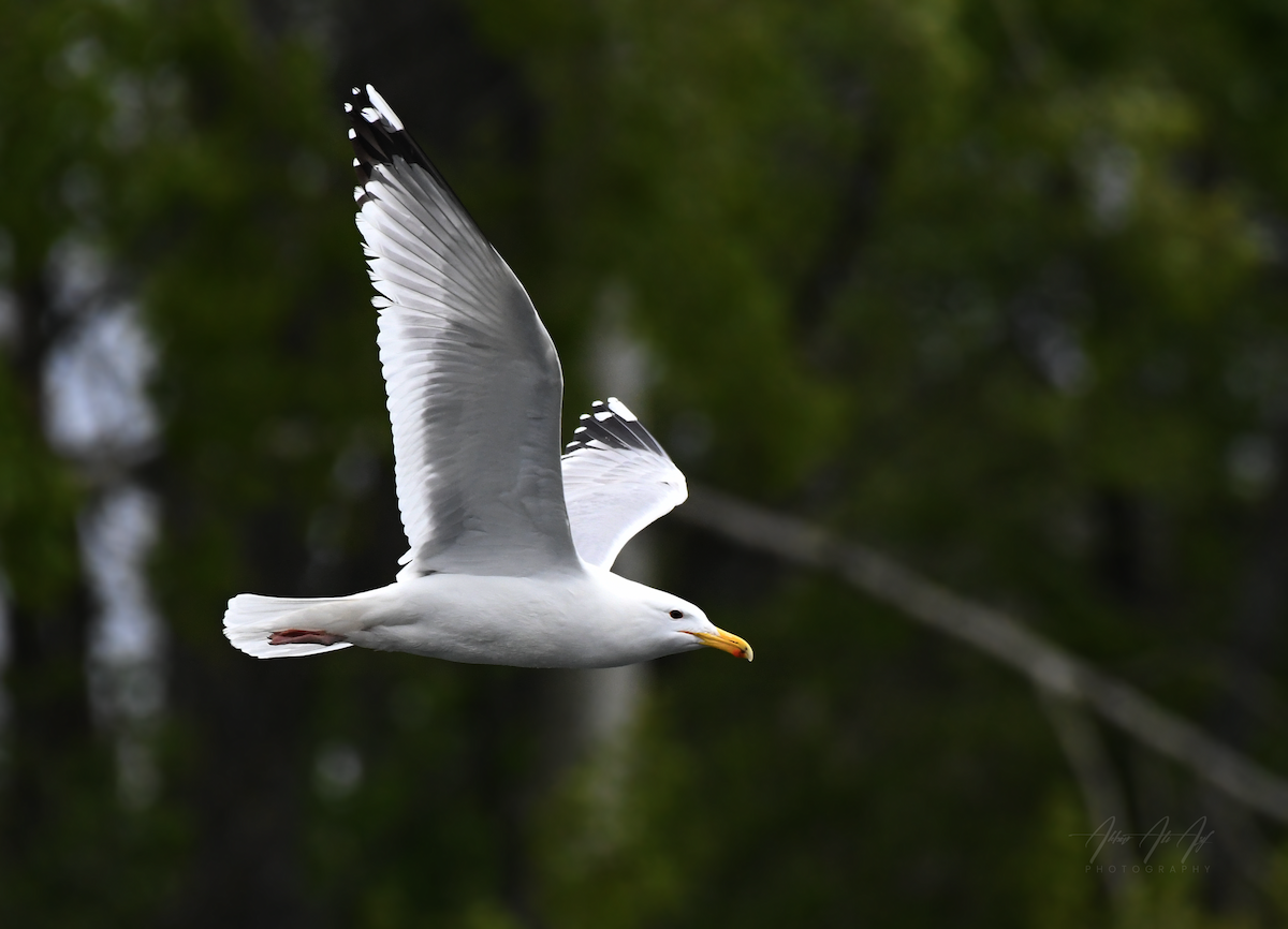 Caspian Gull - AKBAR ALI ASIF