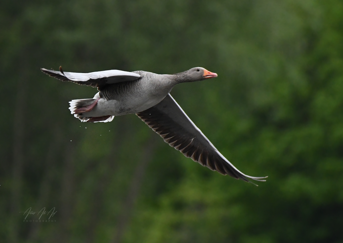 Graylag Goose - ML618200516