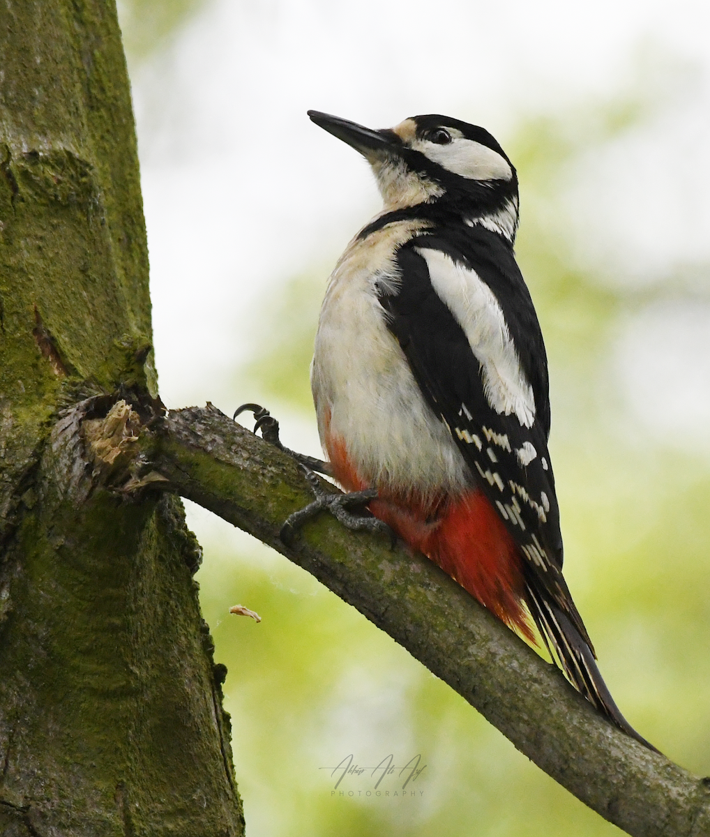 Great Spotted Woodpecker - AKBAR ALI ASIF