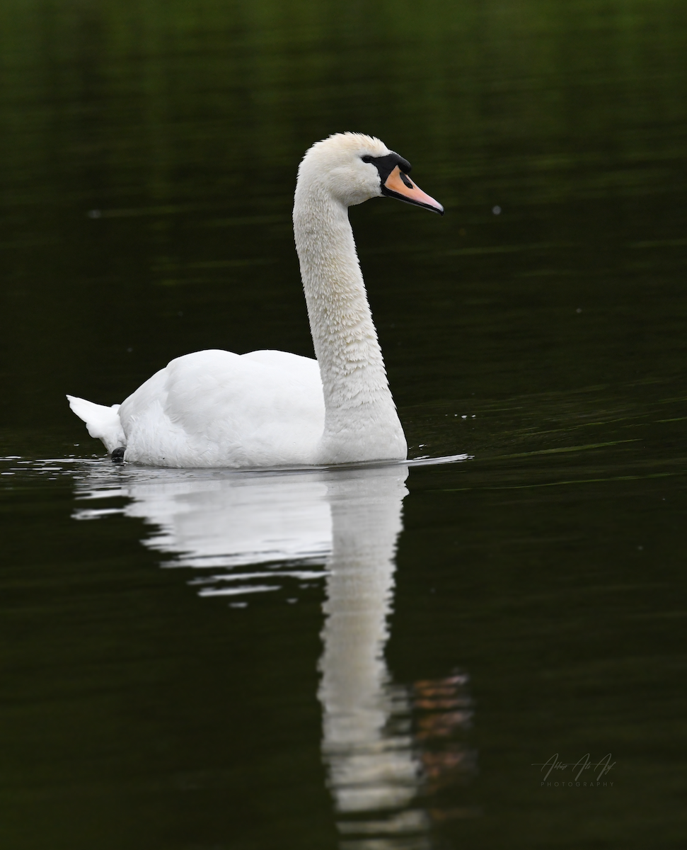 Mute Swan - ML618200524