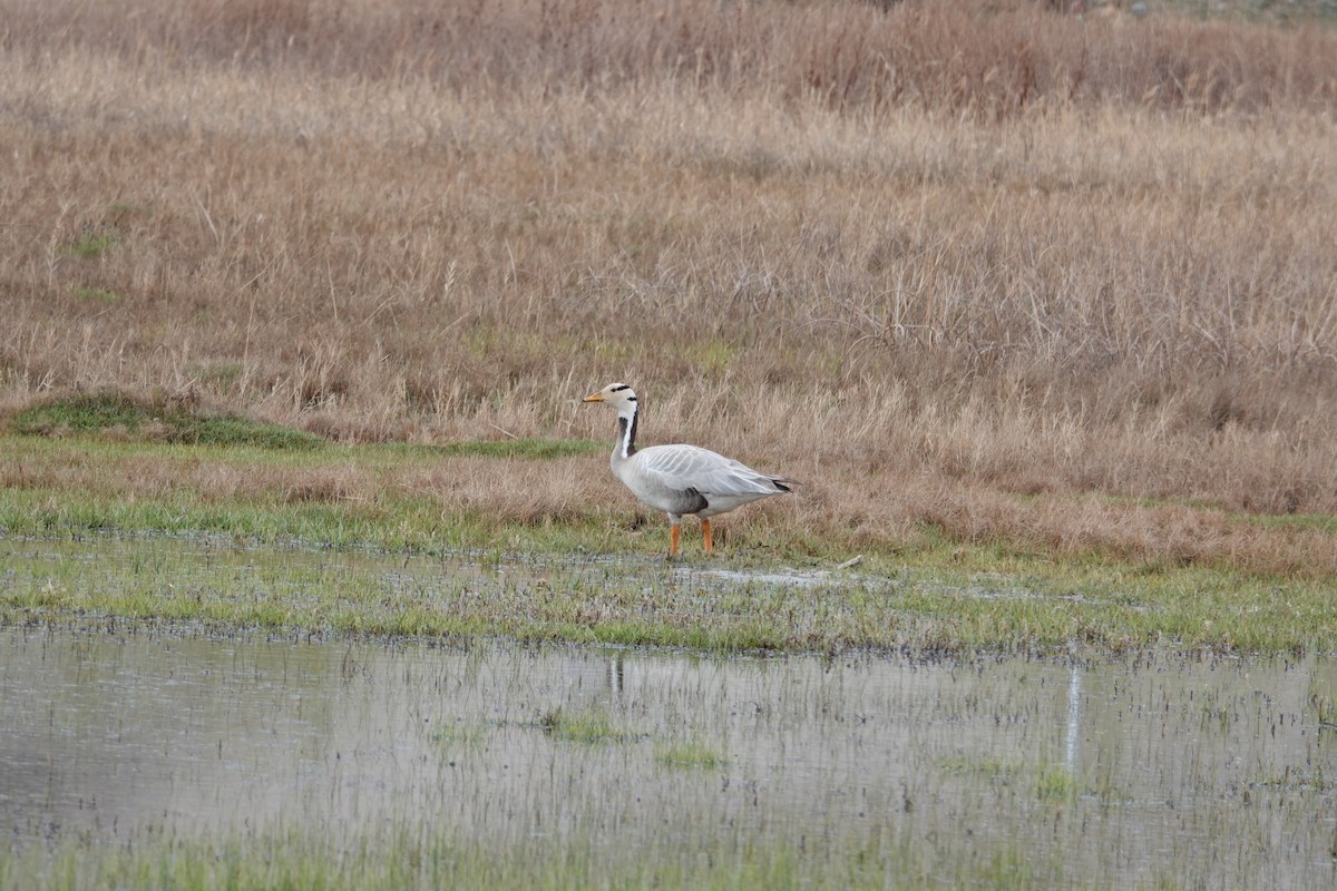 Bar-headed Goose - Karma Sonam