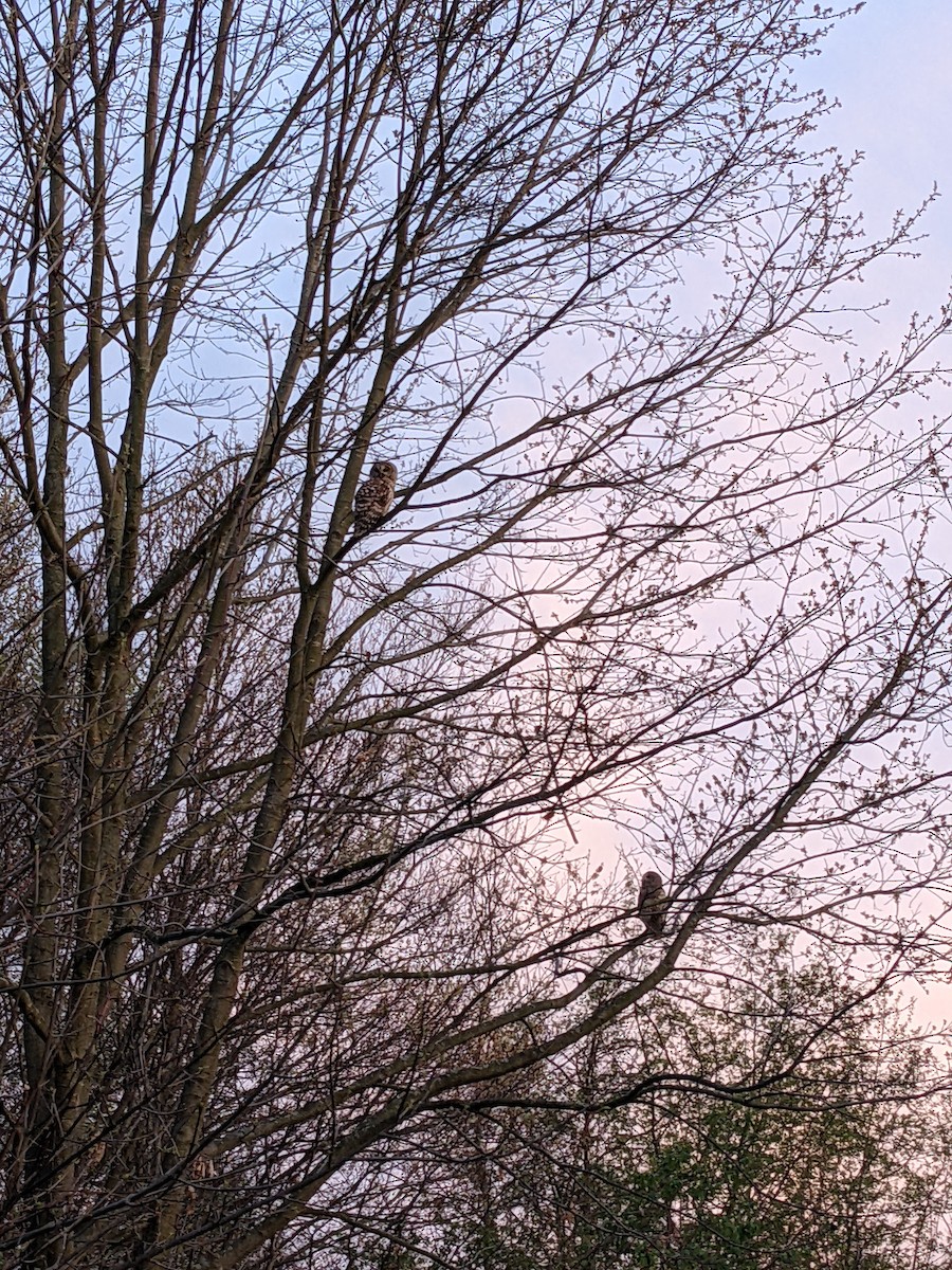 Barred Owl - Betsy House