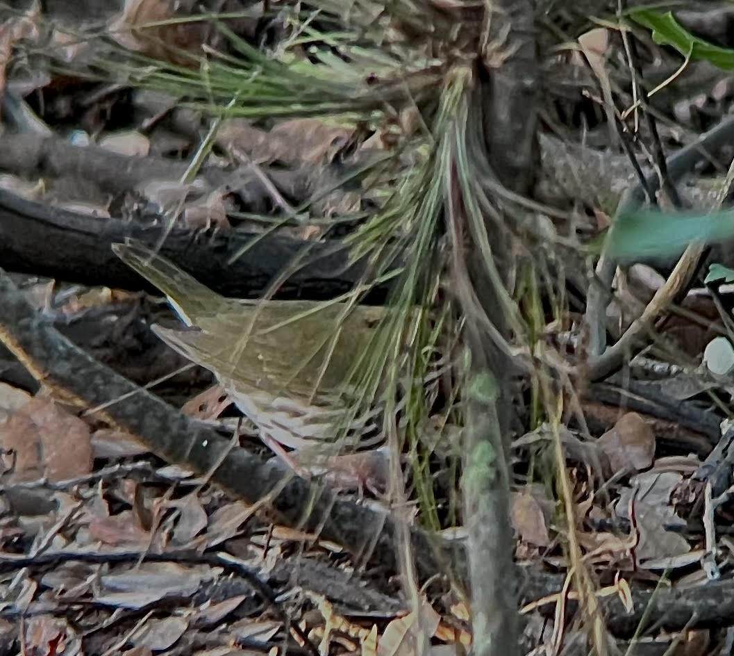 Ovenbird - Anonymous