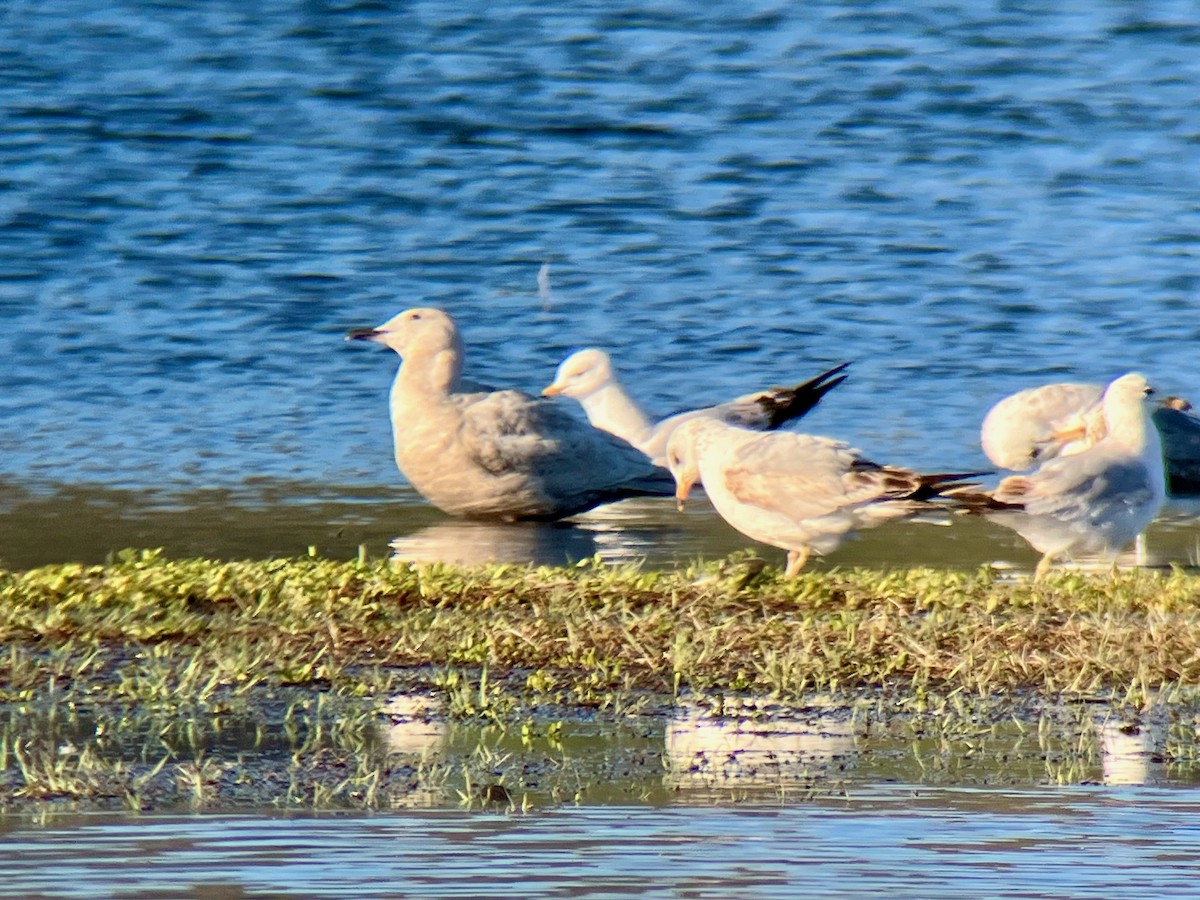 Gaviota de Bering - ML618200581