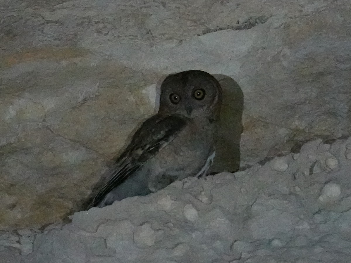 Desert Owl - Steve Kornfeld