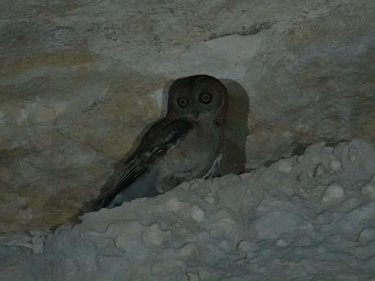 Desert Owl - Steve Kornfeld