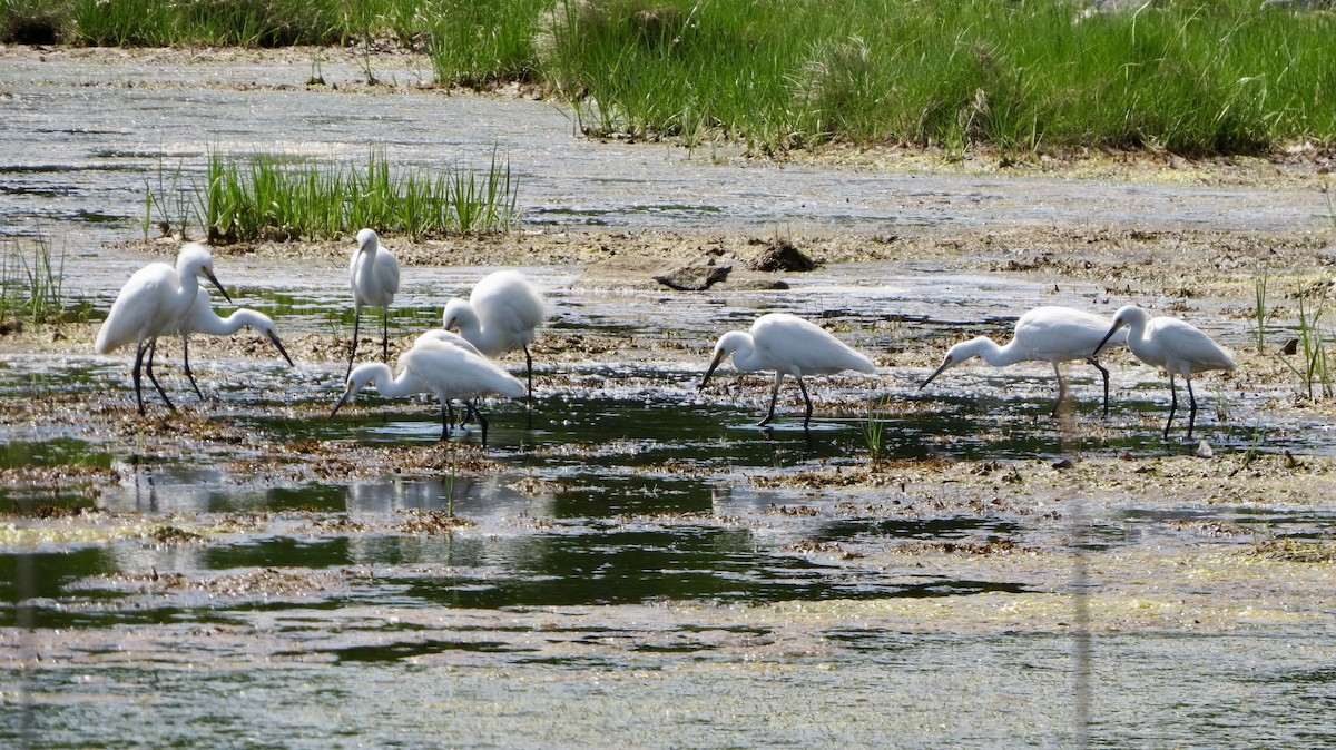 Snowy Egret - Jeanne-Marie Maher