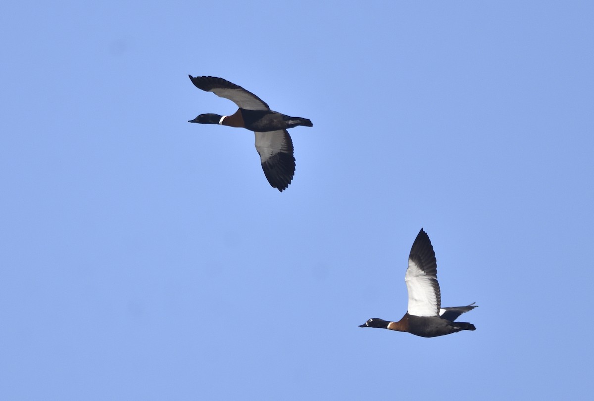 Australian Shelduck - Anthony Katon