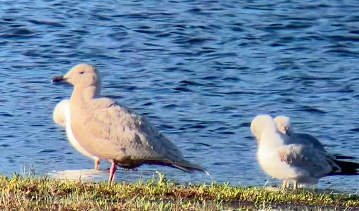 Glaucous-winged Gull - ML618200643