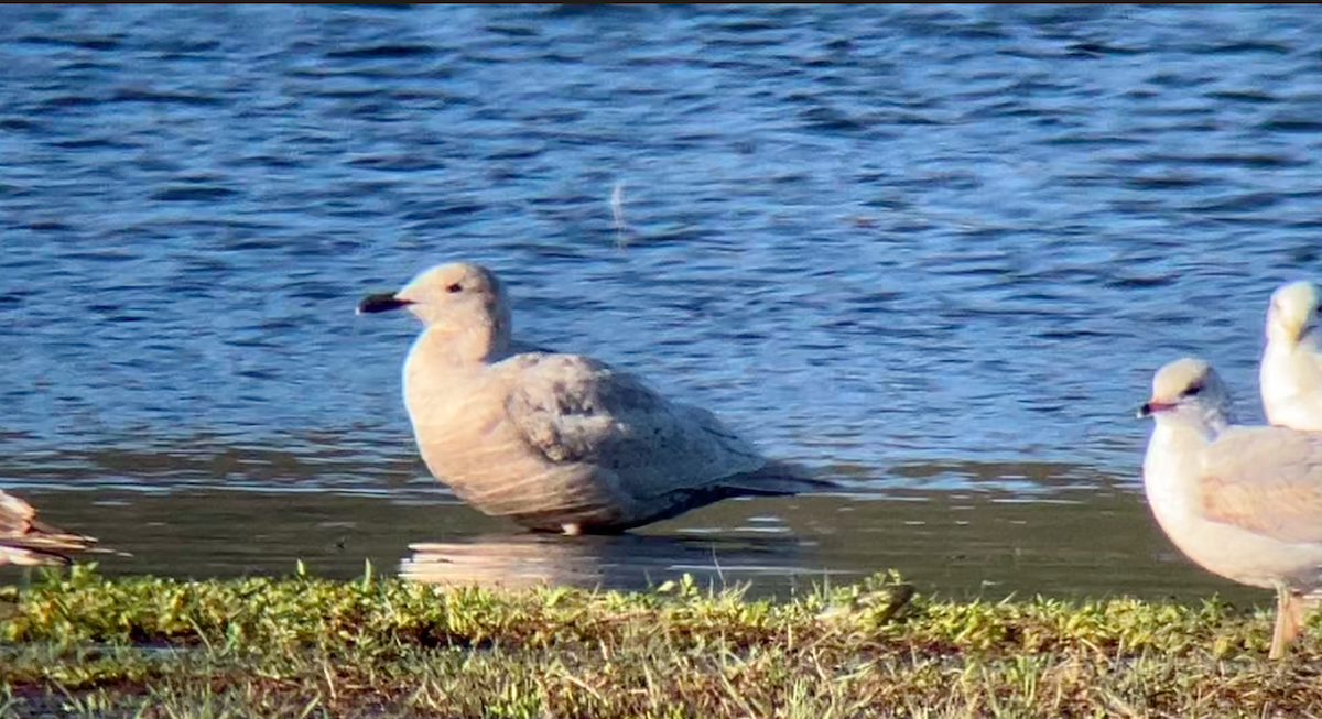 Gaviota de Bering - ML618200645