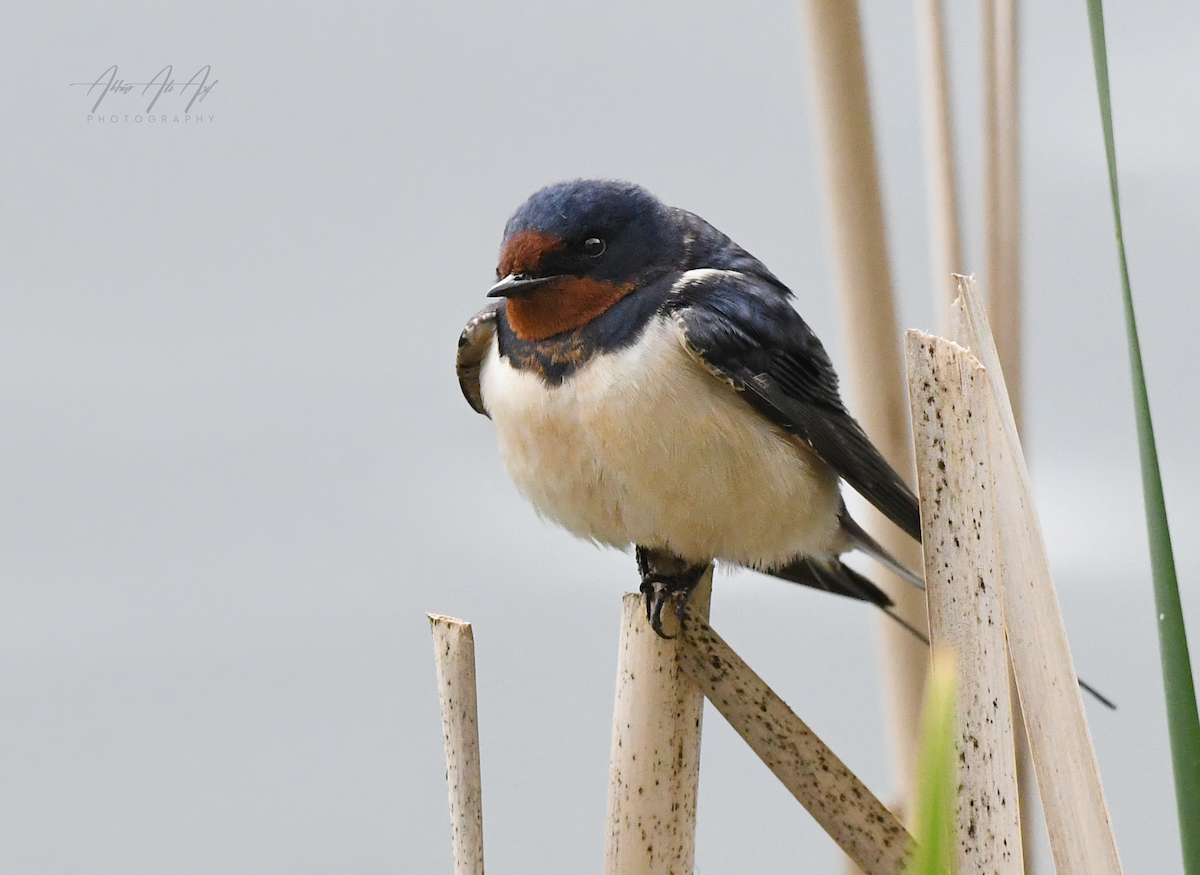 Barn Swallow - ML618200647