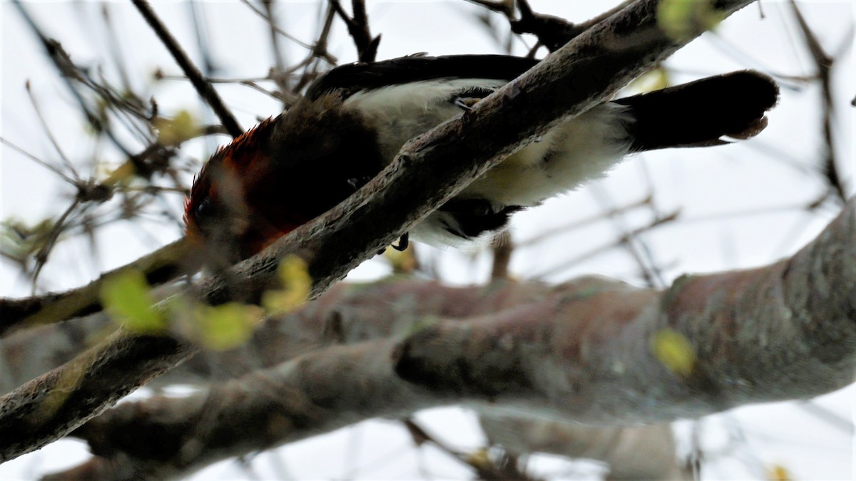 Black-collared Barbet - ML618200649