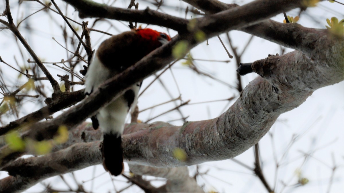Black-collared Barbet - ML618200650