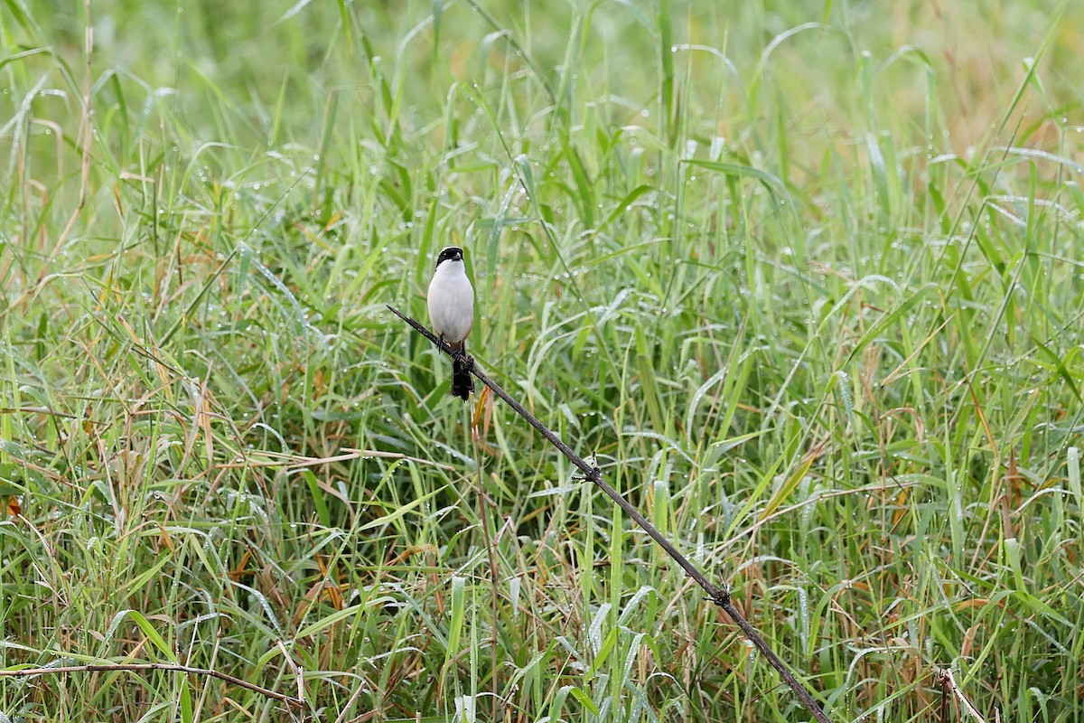 Long-tailed Shrike - ML618200667