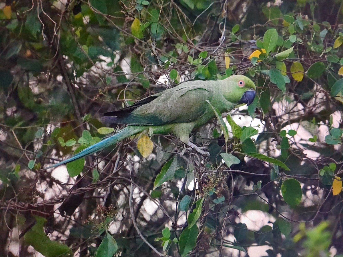 Папужець зеленошиїй - ML618200673