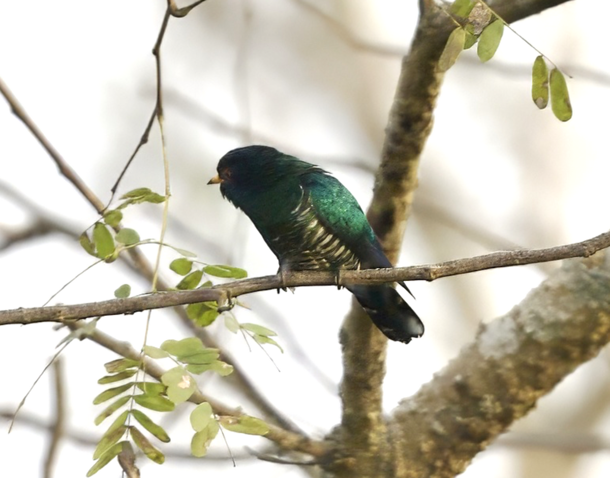 Asian Emerald Cuckoo - Joseph Tobias