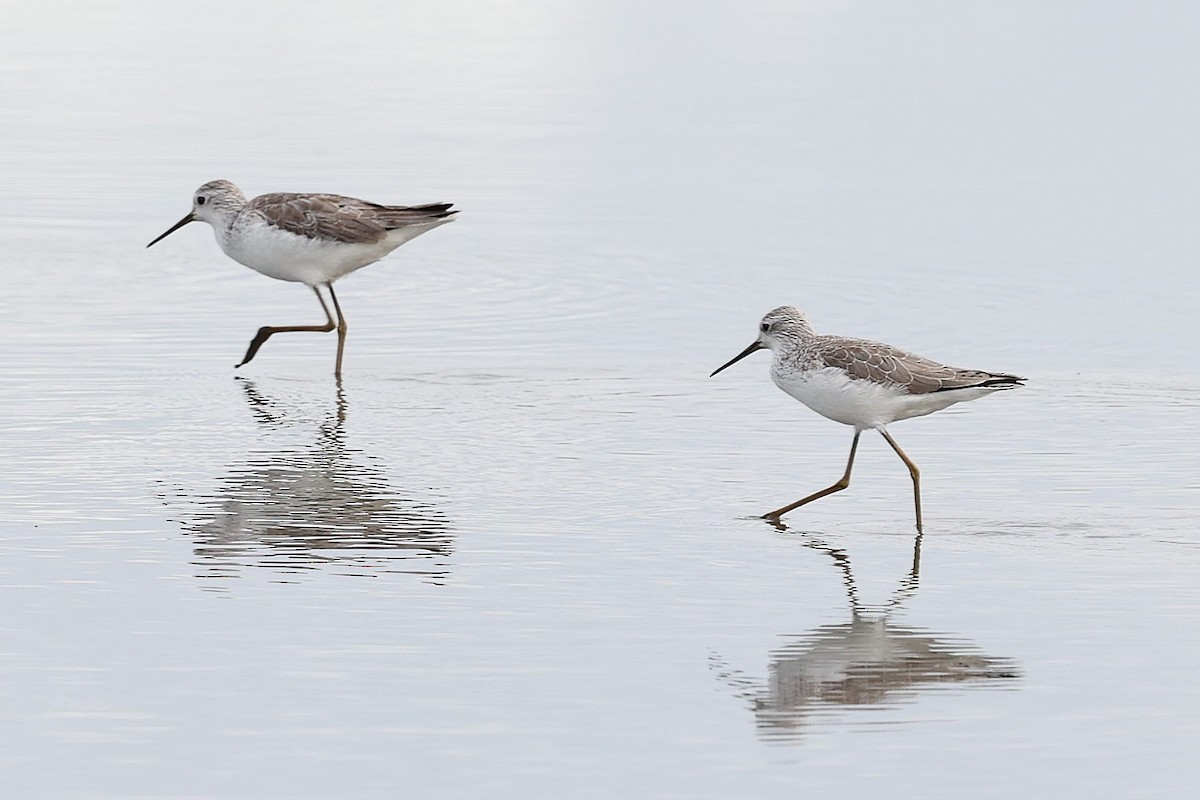 Marsh Sandpiper - Chih-Wei(David) Lin