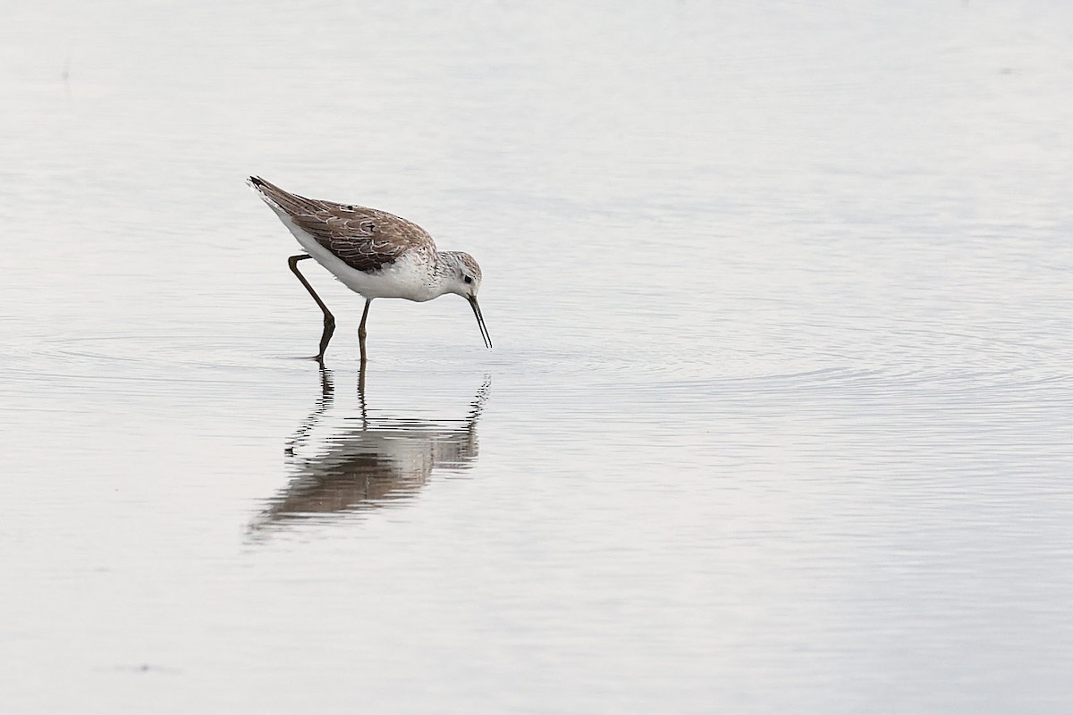 Marsh Sandpiper - ML618200695