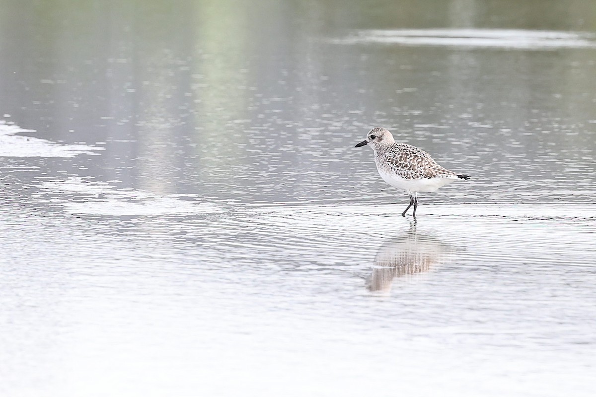 Black-bellied Plover - Chih-Wei(David) Lin