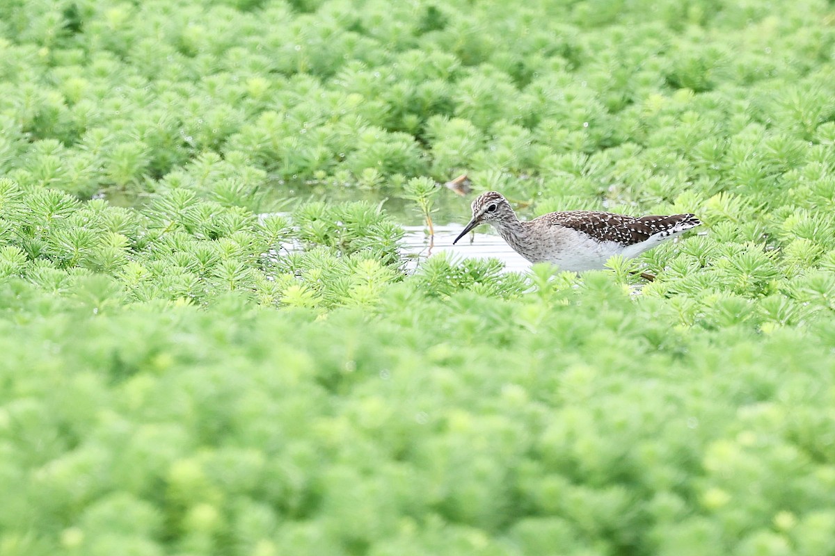 Wood Sandpiper - Chih-Wei(David) Lin