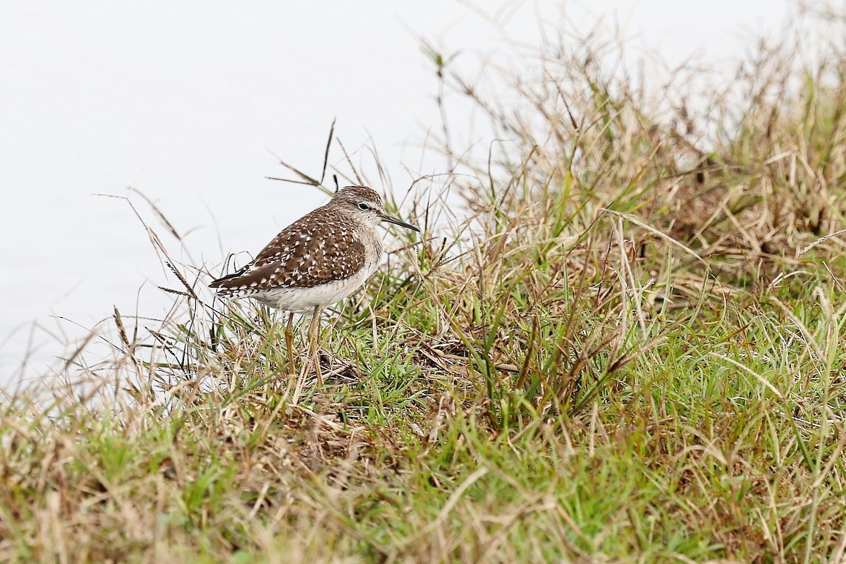 Wood Sandpiper - Chih-Wei(David) Lin